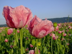 Mohnblüte Meissner. Foto: Marco Lenarduzzi.